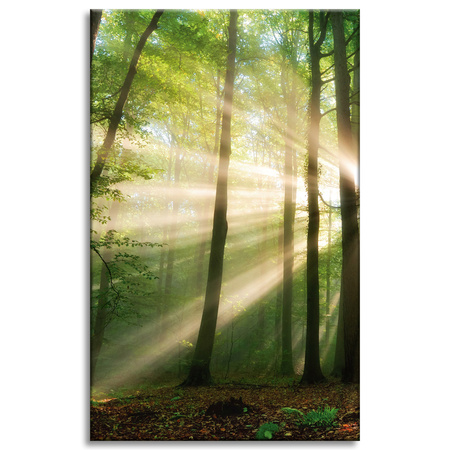 Canvas Print Sun in the Forest Trees Nature 50x80 cm