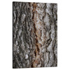 Canvas Print Nature Tree Bark 80x120