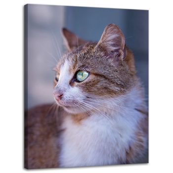 Canvas Print Animals Kitten 30x40 cm