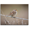 Canvas Print Animals Sparrow 40x30 cm