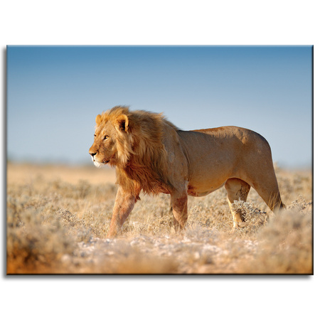 Canvas Print Walking Lion on Savannah Grass 40x30 cm