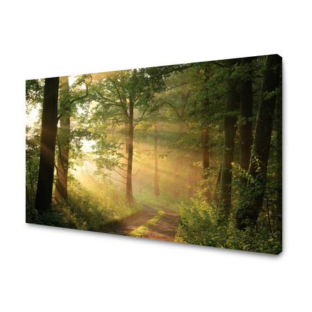 Canvas Print Sunlight Forest Path Nature 70x50 cm