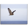 Canvas Print Animals Owl 40x30 cm