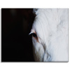 Canvas Print Animals Eye 100x80 cm