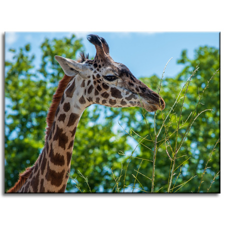 Canvas Print Animals Giraffe 40x30 cm