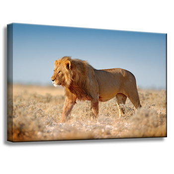 Canvas Print Walking Lion on Savannah Grass 60x40 cm
