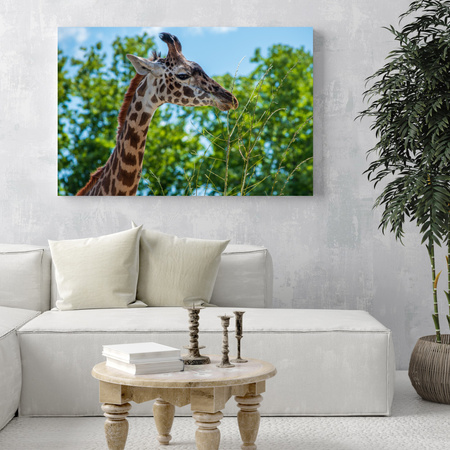 Canvas Print Animals Giraffe 40x30 cm