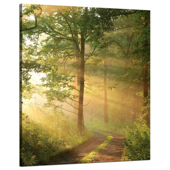 Canvas Print Sunlight Forest Path Nature 80x100 cm