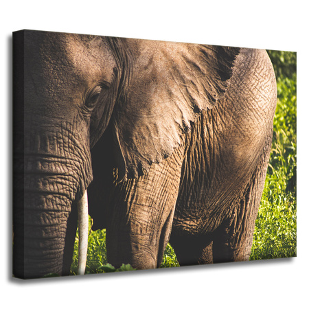 Canvas Print Animals Elephant_3 40x30 cm