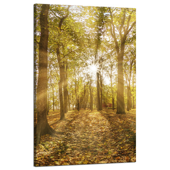 Canvas Print Sun Between Trees in the Forest 50x80 cm