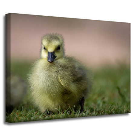 Canvas Print Animals Duck 40x30 cm