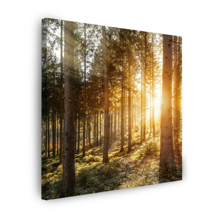 Canvas Print Birch Trees Sun Morning 80X80 cm