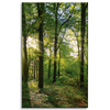 Canvas Print Sun Forest Trees Rays of Light 50x80 cm