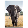 Canvas Print Large Gray Elephant Savannah Africa 80x120 cm