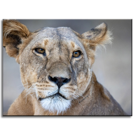 Canvas Print Animals Lioness 40x30 cm