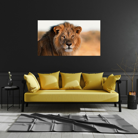 Canvas Print Lion Face in Sunlight 100x80 cm