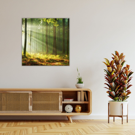 Canvas Print Light in the Forest Nature Trees 90X90 cm