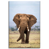 Canvas Print Elephant Africa Art Nature 80x120 cm