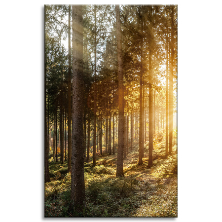 Canvas Print Birch Trees Sun Morning 50x80 cm