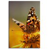 Canvas Print Animals Butterfly on Flower 80x120