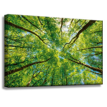 Canvas Print Trees Leaves Nature Forest Spring 60x40 cm