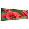 Canvas Print Botanical Red Poppies 120x40 cm Flowers Flora