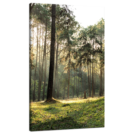 Canvas Print Forest Trees Sun Nature 70x120 cm