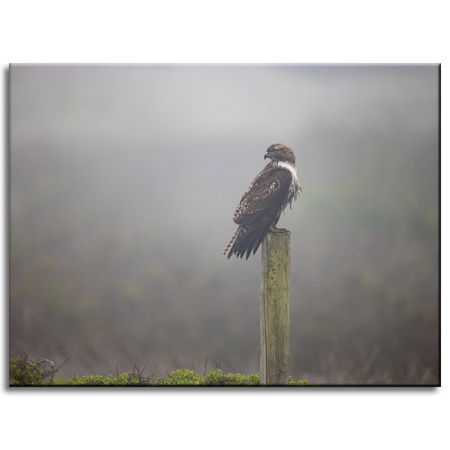 Canvas Print Animals Hawk 40x30 cm