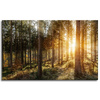 Canvas Print Birch Trees Sun Morning 80x50 cm