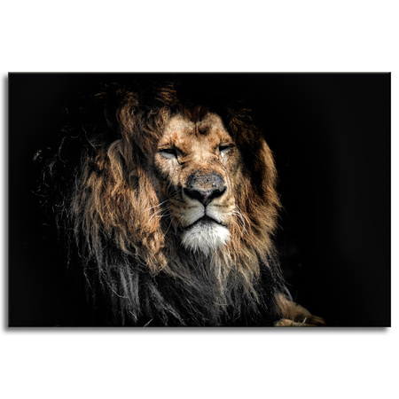 Canvas Print Adult Lion Animal 90x60