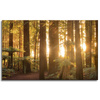 Canvas Print Sun Rays Forest Trees 80x50 cm