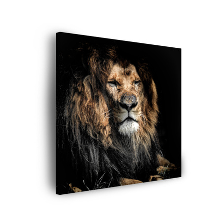 Canvas Print Adult Lion Animal 90x90