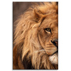 Canvas Print Face Mane and Eye of Lion Nature 80x120 cm