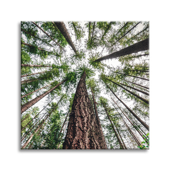 Canvas Print Trees Sky Nature Nature Art 90X90 cm