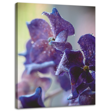 Canvas Print Botany Purple Hydrangea 30x40 cm