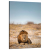Canvas Print Lion on the Savannah Nature Wildlife 80x120 cm