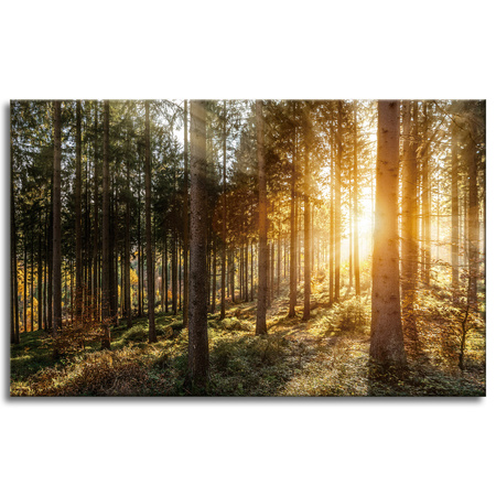 Canvas Print Birch Trees Sun Morning 80x50 cm
