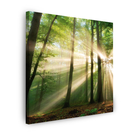 Canvas Print Sun in the Forest Trees Nature 60X60 cm