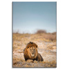 Canvas Print Lion on the Savannah Nature Wildlife 80x120 cm