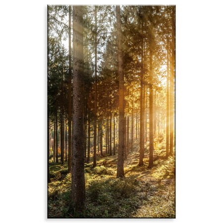 Canvas Print Birch Trees Sun Morning 60x100 cm
