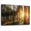 Canvas Print Birch Trees Sun Morning 60x40 cm