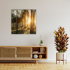 Canvas Print Birch Trees Sun Morning 40X40 cm