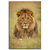 Canvas Print Lion on Grass Animal Nature 80x120 cm