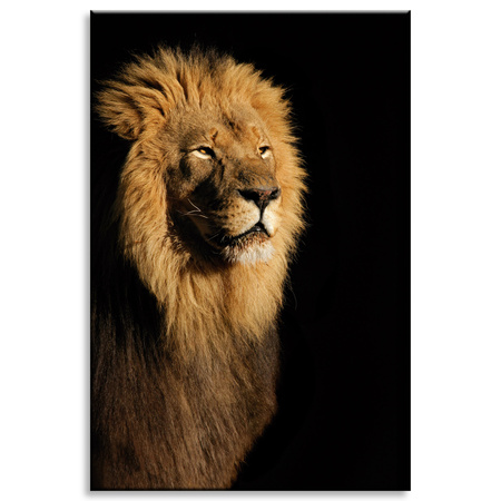Canvas Print Illuminated Lion Beauty Mane 80x120 cm