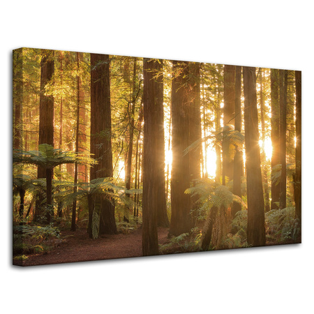 Canvas Print Sun Rays Forest Trees 80x50 cm