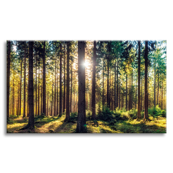 Canvas Print Forest Sun Trees Spring Morning 120x80 cm