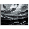 Canvas Print Botany Flower in Dew Drops 40x30 cm