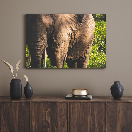 Canvas Print Animals Elephant_3 40x30 cm