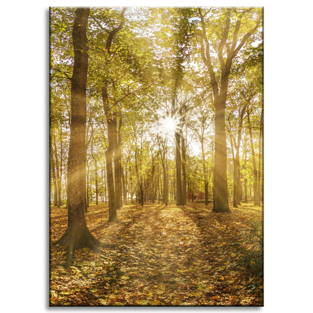 Canvas Print Sun Between Trees in the Forest 50x70 cm