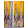 Canvas Print Birch Trees Autumn Yellow Leaves 50x70 cm